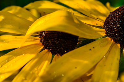 Close-up of honey bee on yellow flower