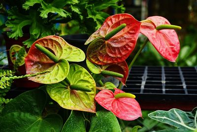 Close-up of fresh red flowers blooming in plant