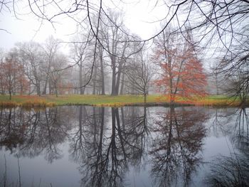 Reflection of trees in water