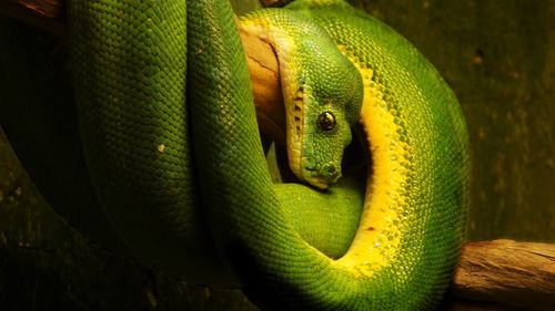 Close-up of green snake