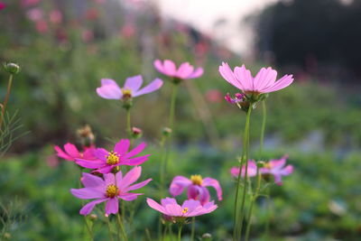 Close-up of pink flowering plants on field