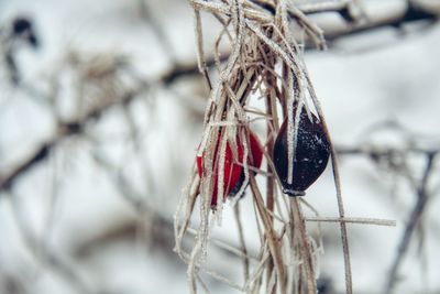 Close-up of dried hanging in winter
