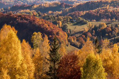 Trees growing in forest during autumn