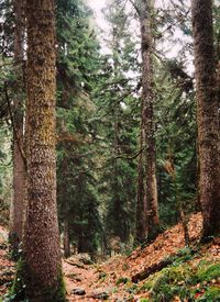 Pine trees in forest