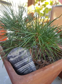 High angle view of potted plants in yard