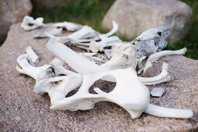 Close-up of animal skull