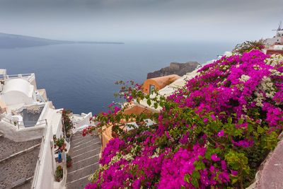 Detail of blue dome and bougainvillea in the village of oia, santorini, greece