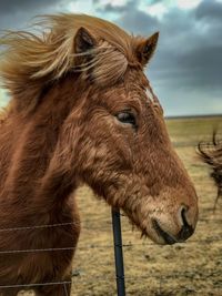 Close-up of horse