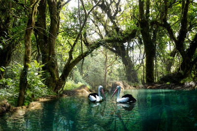 Swans swimming in lake