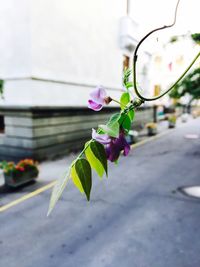 Close-up of purple flowers