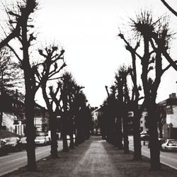 Road passing through trees