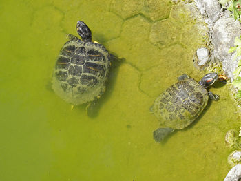 High angle view of turtle in lake