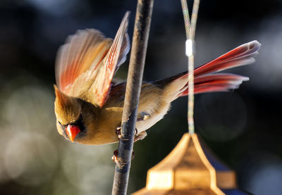 Male northern cardinal on a snow covered perch