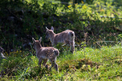 Deer standing in a field