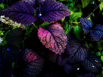 Close-up of purple flowers