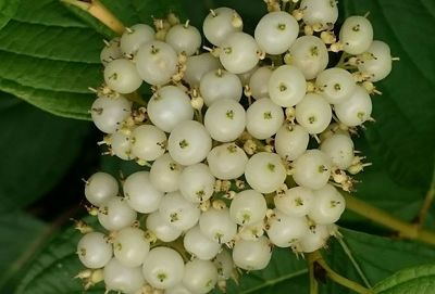 Close-up of white flowers