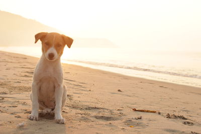 Portrait of dog on beach against sky during sunset