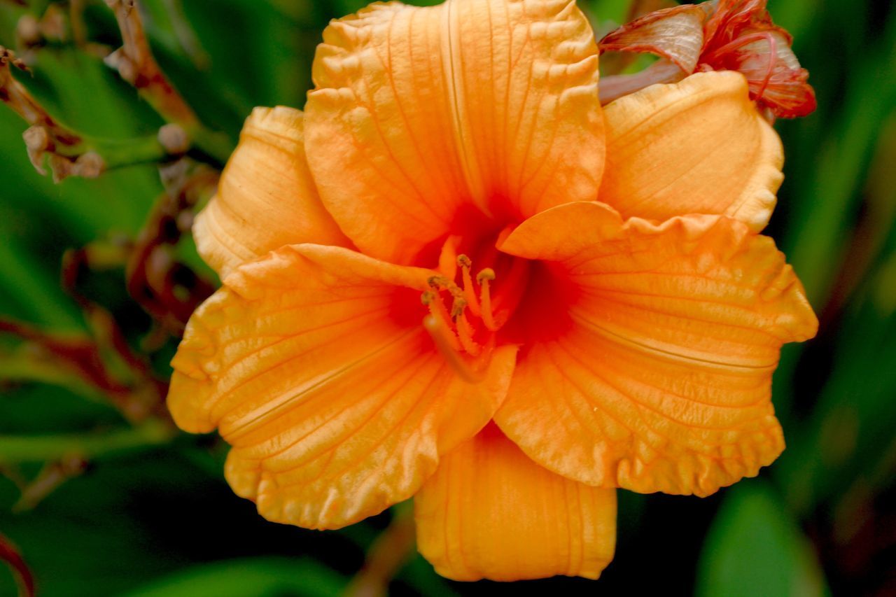 petal, flower, flower head, growth, freshness, plant, nature, beauty in nature, blooming, fragility, no people, focus on foreground, close-up, outdoors, day, hibiscus, day lily