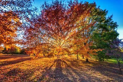 Close-up of fresh tree against sky