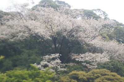 View of cherry blossom trees in sunlight