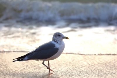 Close-up of bird perching on beach