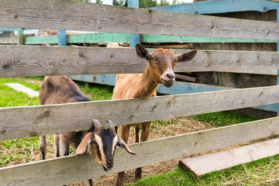 View of a horse on fence