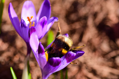 Close-up of bee pollinating on purple flower