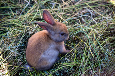 High angle view of rabbit on field