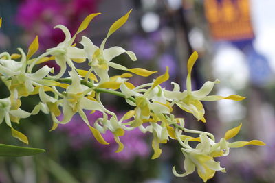 Close-up of purple flowering plant