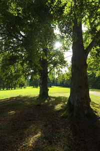 Trees on field