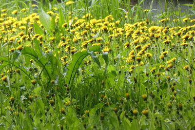 Close-up of fresh yellow flowers on field
