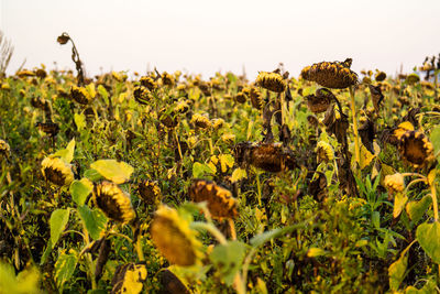 Close-up of sunflower in field