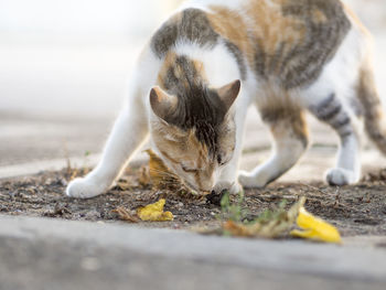 Cat smelling dried leaf on footpath