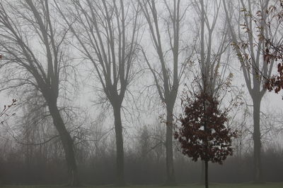 Bare trees in forest during winter