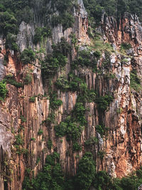 Red rock and green leaf