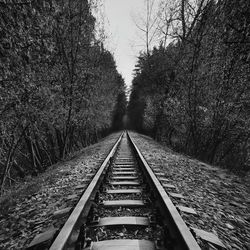 View of railroad tracks along trees