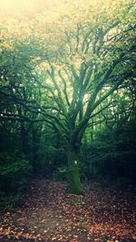 Trees in forest during autumn