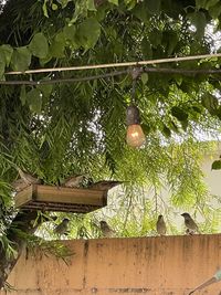 Low angle view of electric lamp hanging on tree against building