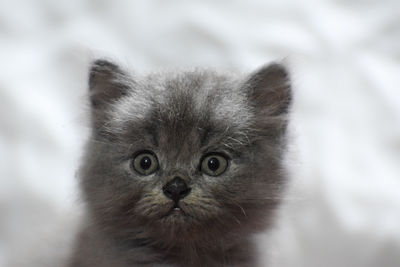 Close-up portrait of cat