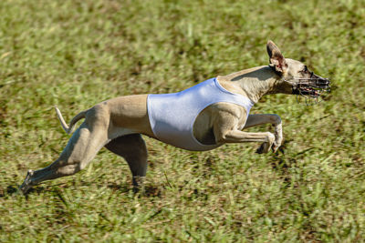 Whippet dog