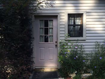 Plants growing through window