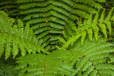 Full frame shot of fern leaves