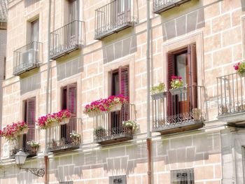 View of potted plants by window