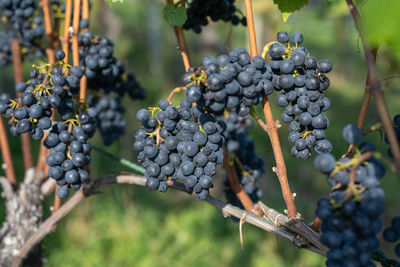 Close-up of grapes growing in vineyard