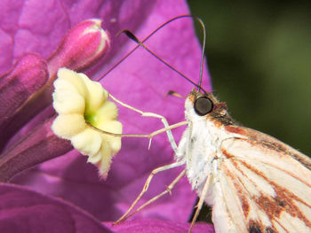 Close-up of insect on flower