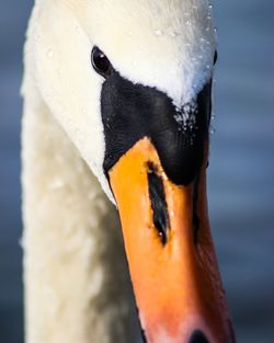 Close-up of swan
