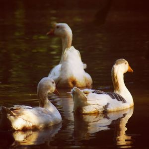 Swan floating on lake