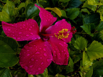 Close-up of wet red flower blooming outdoors