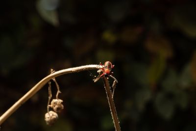 Close-up of insect on plant