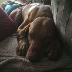 Dog sleeping on sofa